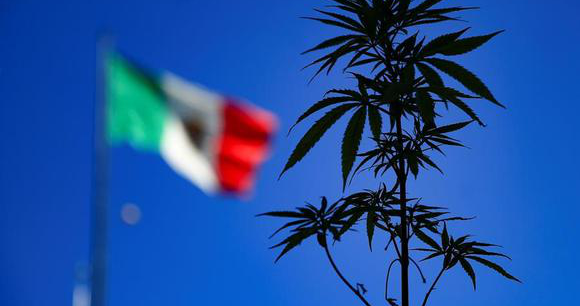 México: 70% A Favor De La Legalización De La Marihuana - Industria Cannabis